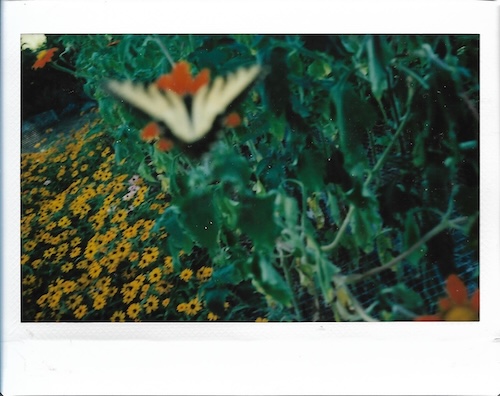 butterfly and flowers