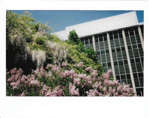 flowers on campus