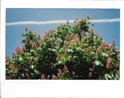 flowering tree