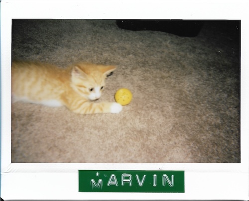 marvin the kitten