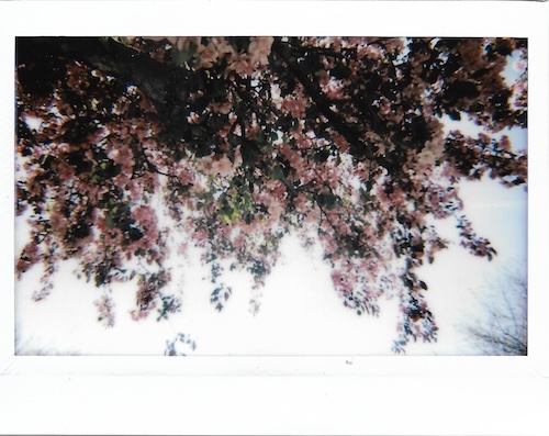 pink flowering tree