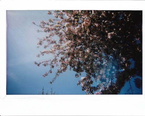 pink flowering tree