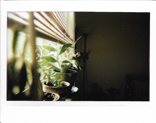 plants on sill