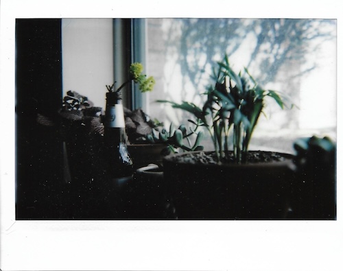 plants on sill