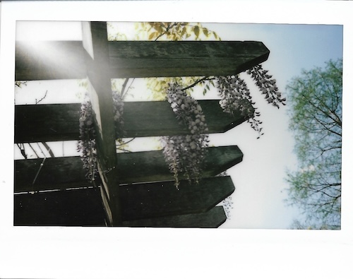 flowers on trellis