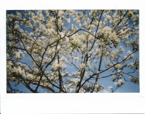 tree with white blossoms